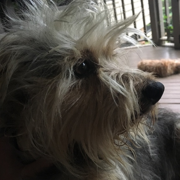 Meet your Posher, Elizabeth - Picture 9 of 13